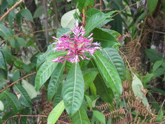 Fuchsia paniculata
