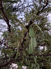 Vachellia robusta