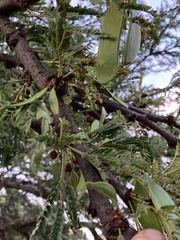 Vachellia robusta