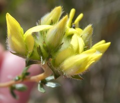 Aspalathus tridentata