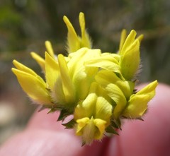 Aspalathus tridentata