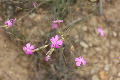 Dianthus basuticus fourcadei