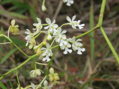 Epidendrum verrucosum