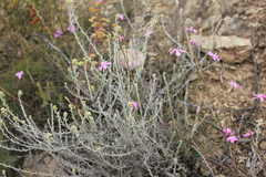 Dianthus basuticus fourcadei