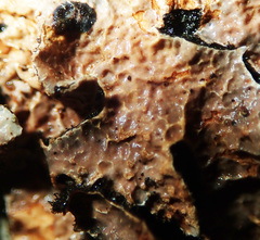 Nectriopsis rubefaciens