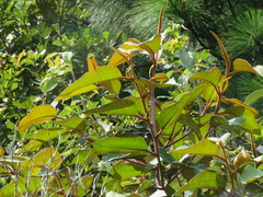 Freziera guatemalensis