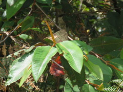 Freziera guatemalensis