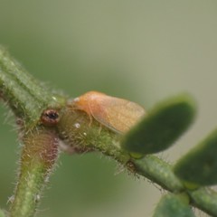 Aphalaroida inermis
