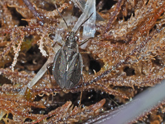 Saldinae
