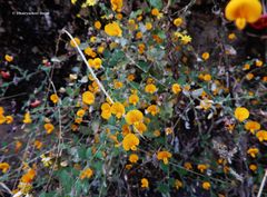 Crotalaria filipes