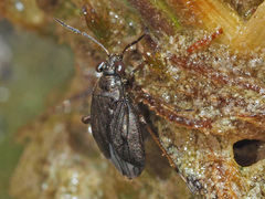 Saldinae