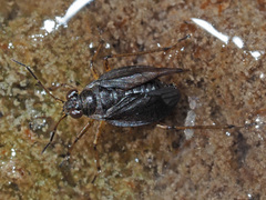 Saldinae