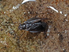 Saldinae