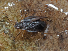 Saldinae
