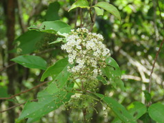 Viburnum molinae