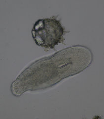 Macrostomum