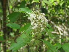 Viburnum molinae