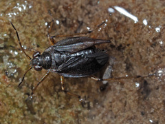 Saldinae