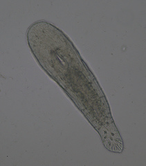 Macrostomum