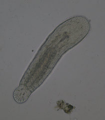 Macrostomum