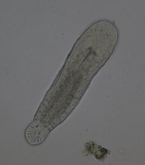 Macrostomum