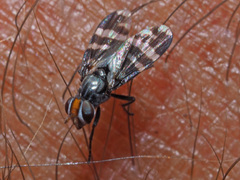 Herina frondescentiae