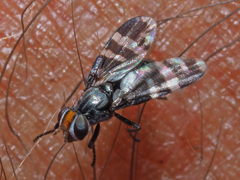 Herina frondescentiae