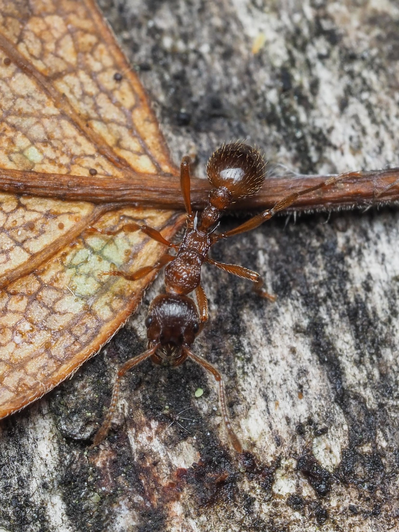 Myrmica ruginodis