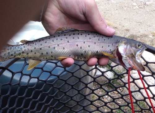 Oncorhynchus virginalis