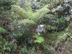Cyathea godmanii