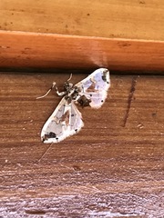 Leucinodes