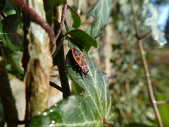 Pyrrhocoris apterus