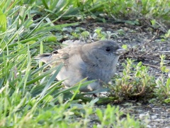 Junco hyemalis