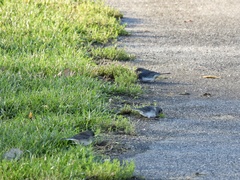 Junco hyemalis