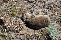 Microtus socialis