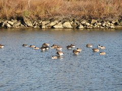 Branta canadensis