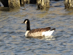 Branta canadensis