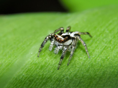 Leptofreya ambigua