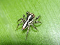 Leptofreya ambigua