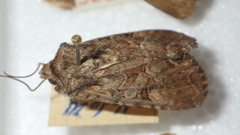 Lacanobia aliena