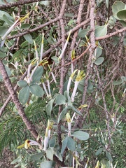 Agelanthus natalitius
