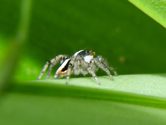 Leptofreya ambigua