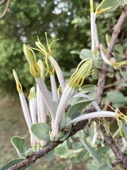 Agelanthus natalitius