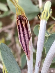 Agelanthus natalitius