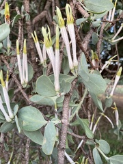 Agelanthus natalitius
