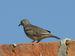 Columbina cruziana