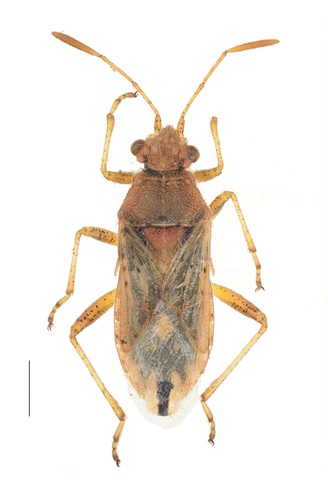 Raudonpilvė kampuotblakė nuotrauka