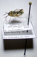 Eurydema ventralis