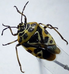 Eurydema ventralis