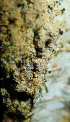 Chaenotheca ferruginea